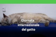 La giornata internazionale del gatto