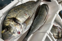 Toscana produce 50% di spigole e orate del mercato italiano