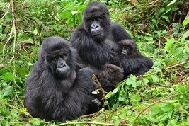 La gorilla Gutangara seduta con due figlie e la nipote Kira (fonte: Dian Fossey Gorilla Fund)