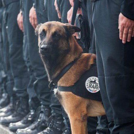 Diesel, il cane ucciso nel blitz di Saint-Denis © Ansa