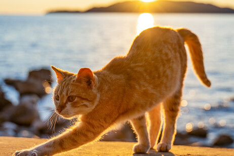 Un gatto rosso fa stretching al tramonto foto iStock.