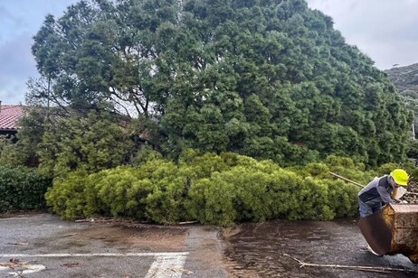 Maltempo: allagamenti e frane al Giglio, cade pino secolare