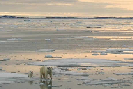 Un'orsa polare con il cucciolo, alle Svalbard (fonte: Kt Miller / Polar Bears International)