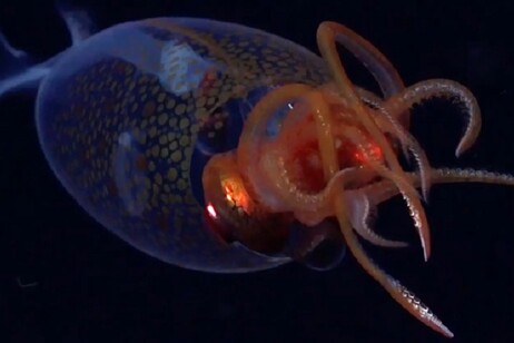 Il cucciolo di calamaro colossale (fonte: ROV SuBastian/Schmidt Ocean Institute)
