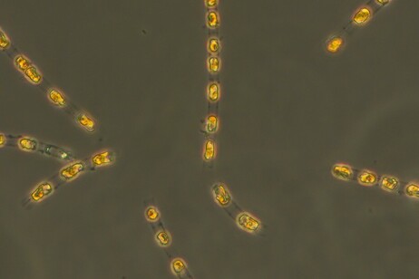 Microalghe appartenenti alla specie Skeletonema marinoi sono state riportate in vita dopo 7mila anni (fonte: S. Bolius, IOW)