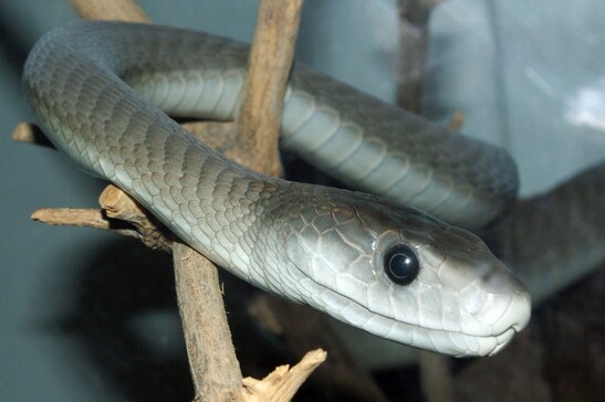 L’antidoto offre protezione anche contro il veleno del mamba nero (fonte: Tom Vickers, Wikipedia)