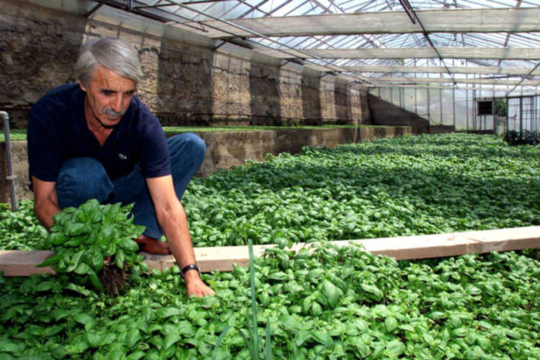 Agea, oltre 11 milioni di euro per lo sviluppo rurale - RIPRODUZIONE RISERVATA
