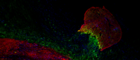 In verde la proteina Hmga1 nel cuore di un pesce zebra (in alto a destra), in rosso le cellule del muscolo cardiaco, in blu il nucleo cellulare: Dennis de Bakker e Ward Groutars/ Hubrecht Institute)