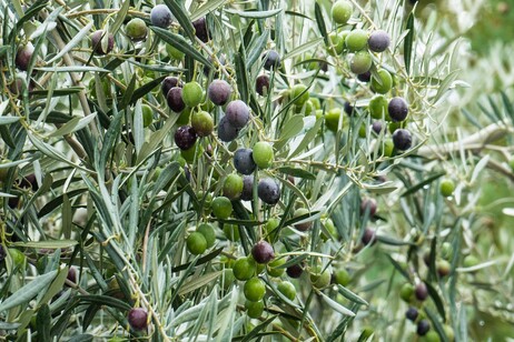 Olio, 2025 in salita per l'Italia, quinta per produzione