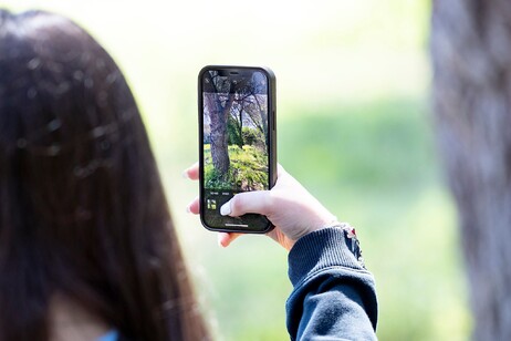 Al via l'edizione 2025 della City Nature Challenge, dedicata alla biodiversità nelle città (fonte: City Nature Challenge)