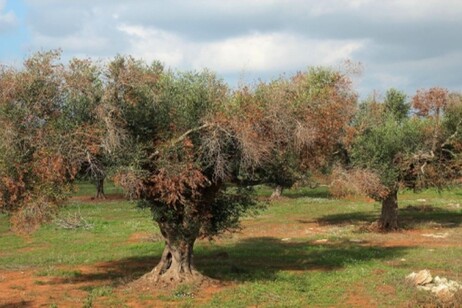 L'allarme della Cia, la Xylella alle porte della Basilicata