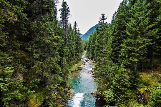 La foresta di Paneveggio, in Trentino (fonte: Jessica Peruzzo da Wikimedia)