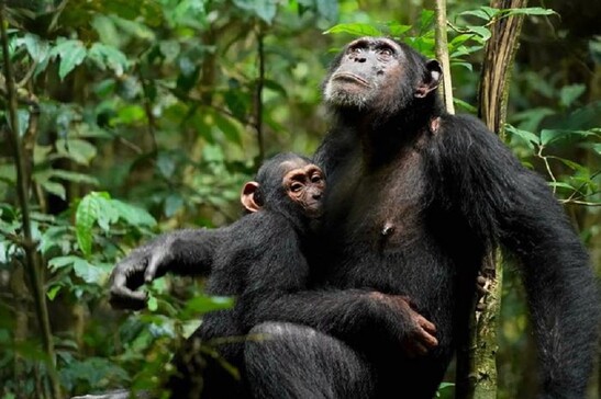 Identificati diversi tipi di attaccamento madre-figlio tra gli scimpanzé selvatici (fonte: © Liran Samuni, Taï Chimpanzee Project)