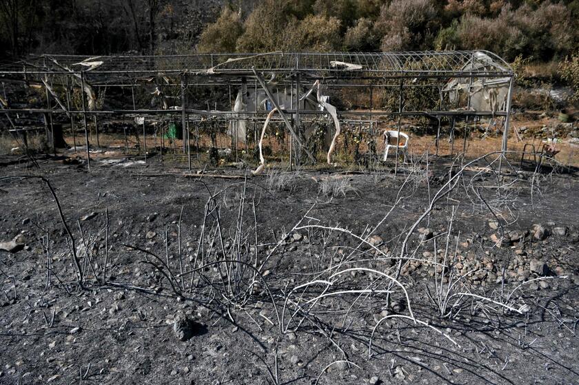 Incendi in Grecia © ANSA/AFP