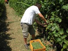 Agricoltura,in Vda solo 13,9% è under 40