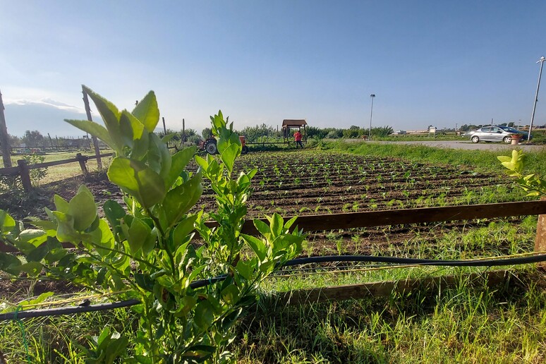 L 'Ue promette "più incentivi agli agricoltori per gestire le crisi" - RIPRODUZIONE RISERVATA