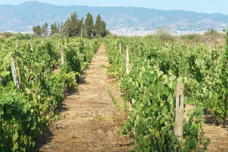 Vigne assetate - RIPRODUZIONE RISERVATA