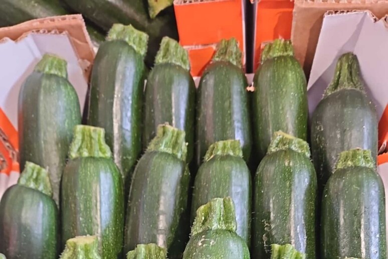 Calo rercord per i prezzi delle zucchine, -36% in un anno - RIPRODUZIONE RISERVATA