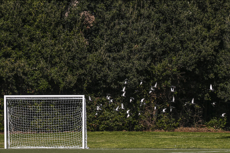 Insulti razzisti in campo, squadra abbandona la partita - RIPRODUZIONE RISERVATA