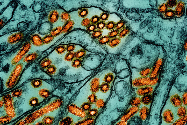 Il virus H5N1 responsaile dell 'influenza aviaria (fonte: CDC e NIAID da Flickr CC BY 2.0) - RIPRODUZIONE RISERVATA