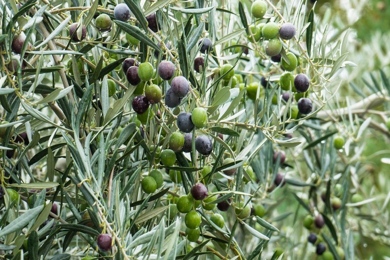 Olio, 2025 in salita per l 'Italia, quinta per produzione - RIPRODUZIONE RISERVATA