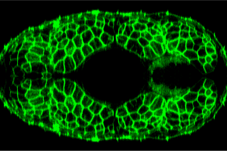 Cellule dei muscoli del pesce zebra, rese fluorescenti (fonte:&nbsp;King 's College London) - RIPRODUZIONE RISERVATA